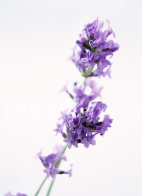 Lavender 1 photo