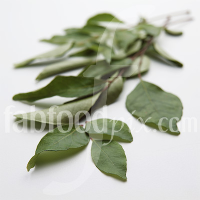 Curry Leaves photo
