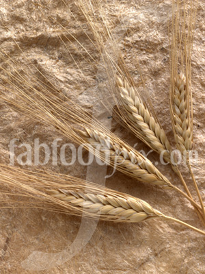 Barley photo