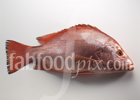 Red Snapper photo