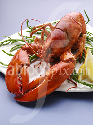 Lobster photo