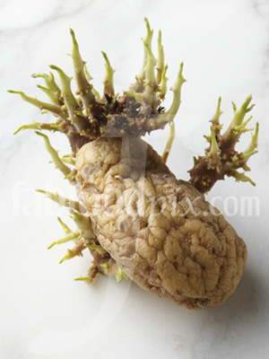 Sprouting Potato photo