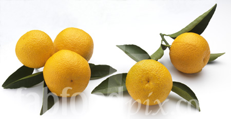 Organic Oranges photo