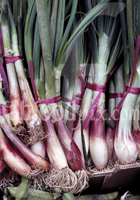 Spring Onions photo