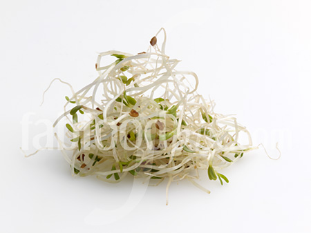 Alfalfa bean sprouts photo