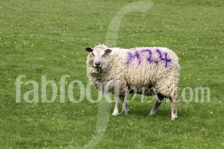 sheep photo