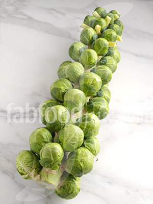 sprout tree photo