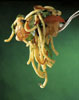 food photos - Spaghetti