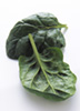 Spinach photo