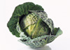 Cabbage photo