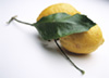 Organic Amalfi Lemons photo