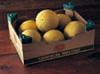 Galia Melon Box photo