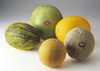 Various Melons photo