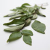 Curry Leaves photo