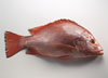 Red Snapper photo