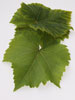 Vine Leaves photo