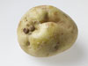 Potato photo