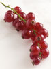 Red Currants photo
