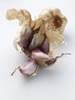 Hickory smk garlic photo