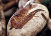 Artisan Bread photo