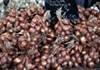 Market Onions photo