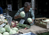 Market cabbages photo