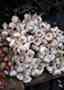 Garlic Bulbs photo