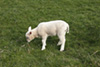lamb photo