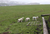 lambs photo