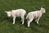 lambs photo