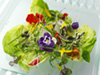 Herb salad photo